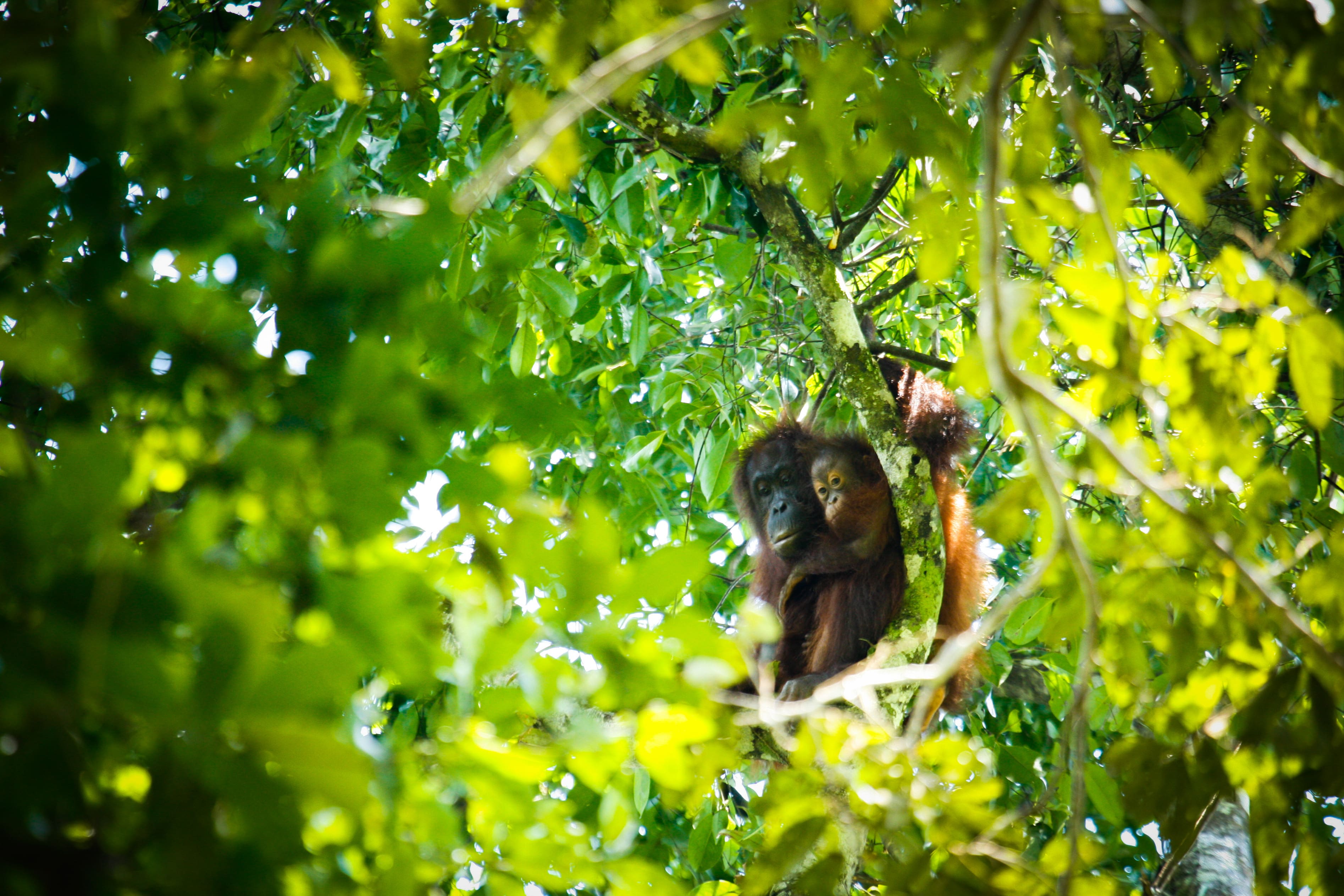 Mother and baby orangutans recorded within the Bukit Piton Class 1 Forest Reserve