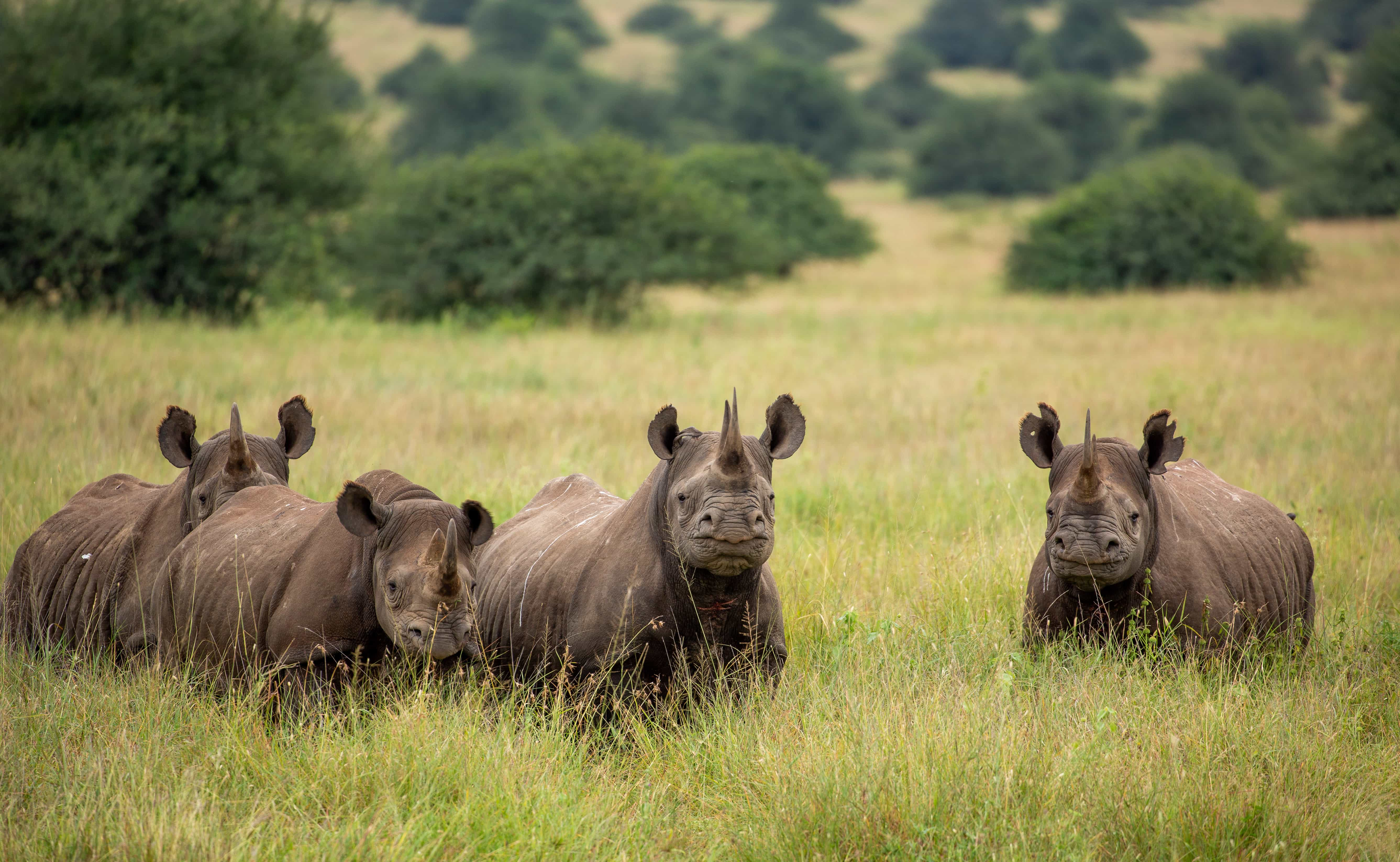 Rhinos in Nairobi National Park