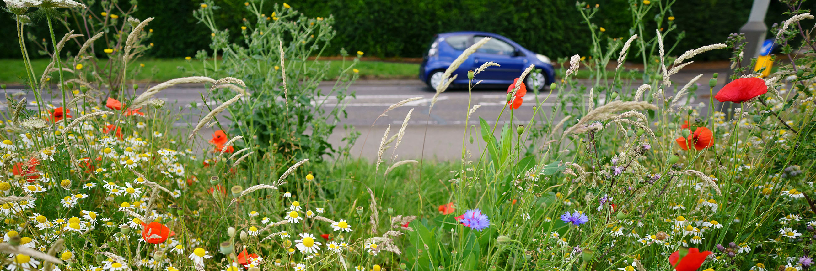 These meadows, abundant with flowers and grasses, &nbsp;provide bees and other pollinators with food stops for them to re-fuel on their way to larger parks and nature reserves such as Watermead Country Park