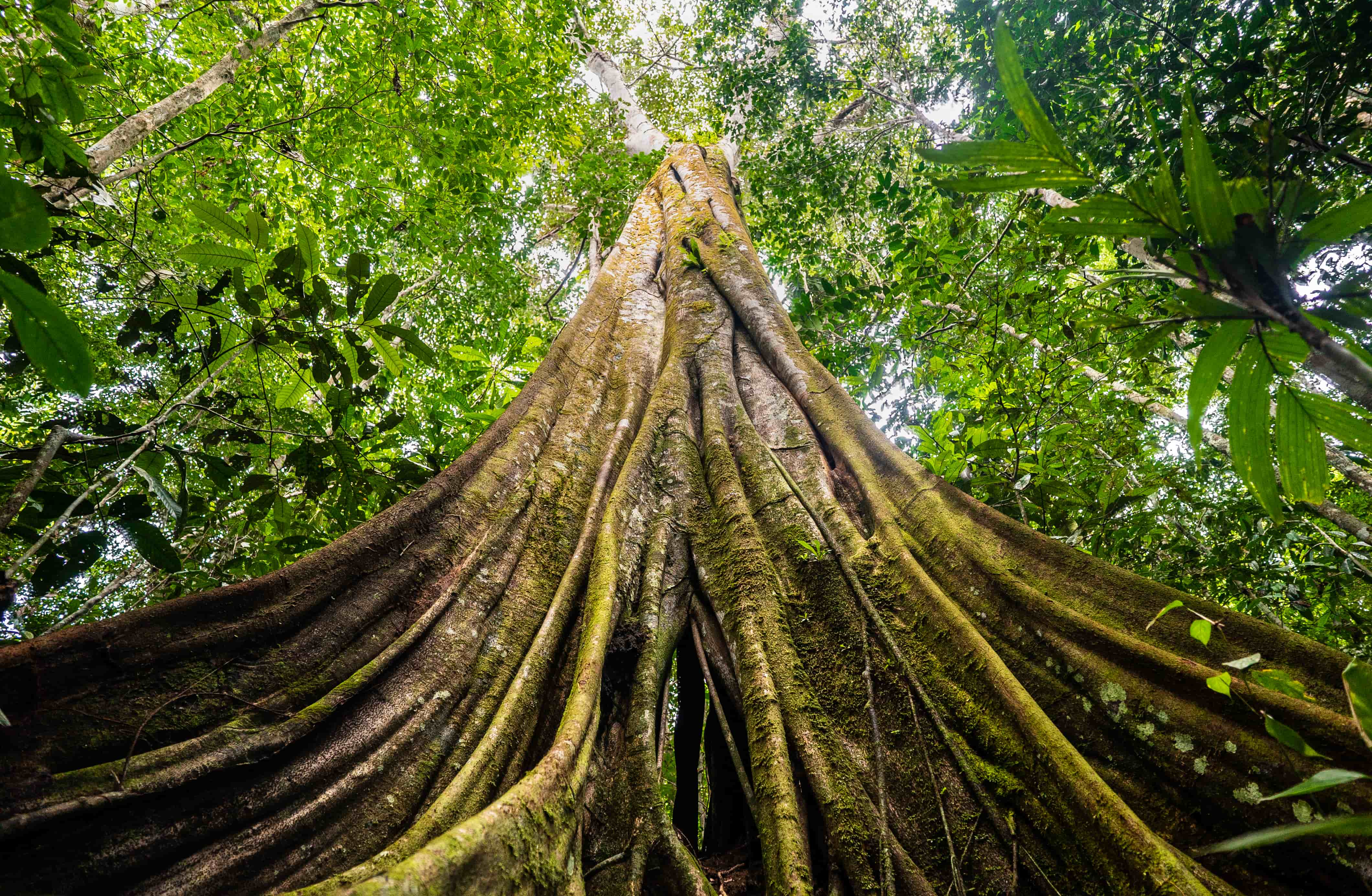 Ground up to canopy view of tree in forested area of Senor Zapata's farm, municipality of Calamar, Guaviare Department, Colombia.