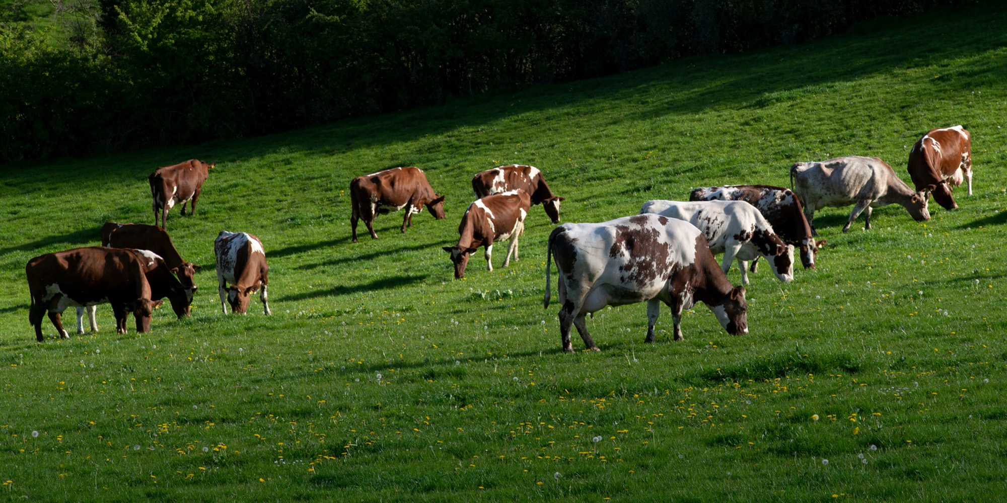 Strickley Farm in Kendal, South Cumbria, England practices regenerative dairy farming, where the cattle are fed on a pasture-based diet, soil health is promoted and habitats on the farms are enhanced and protected