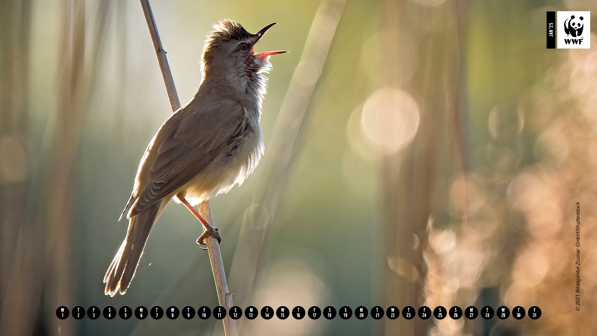 Bird on branch