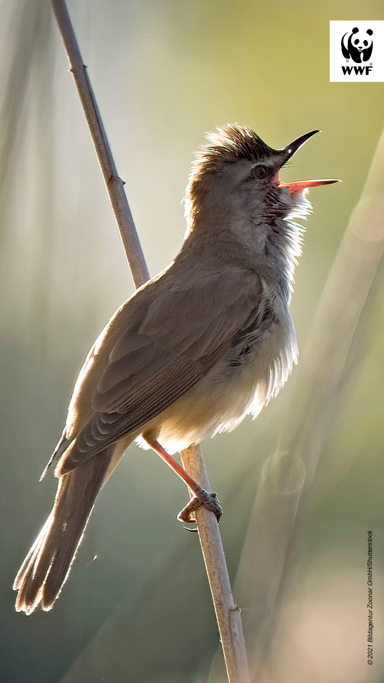 Bird on branch 