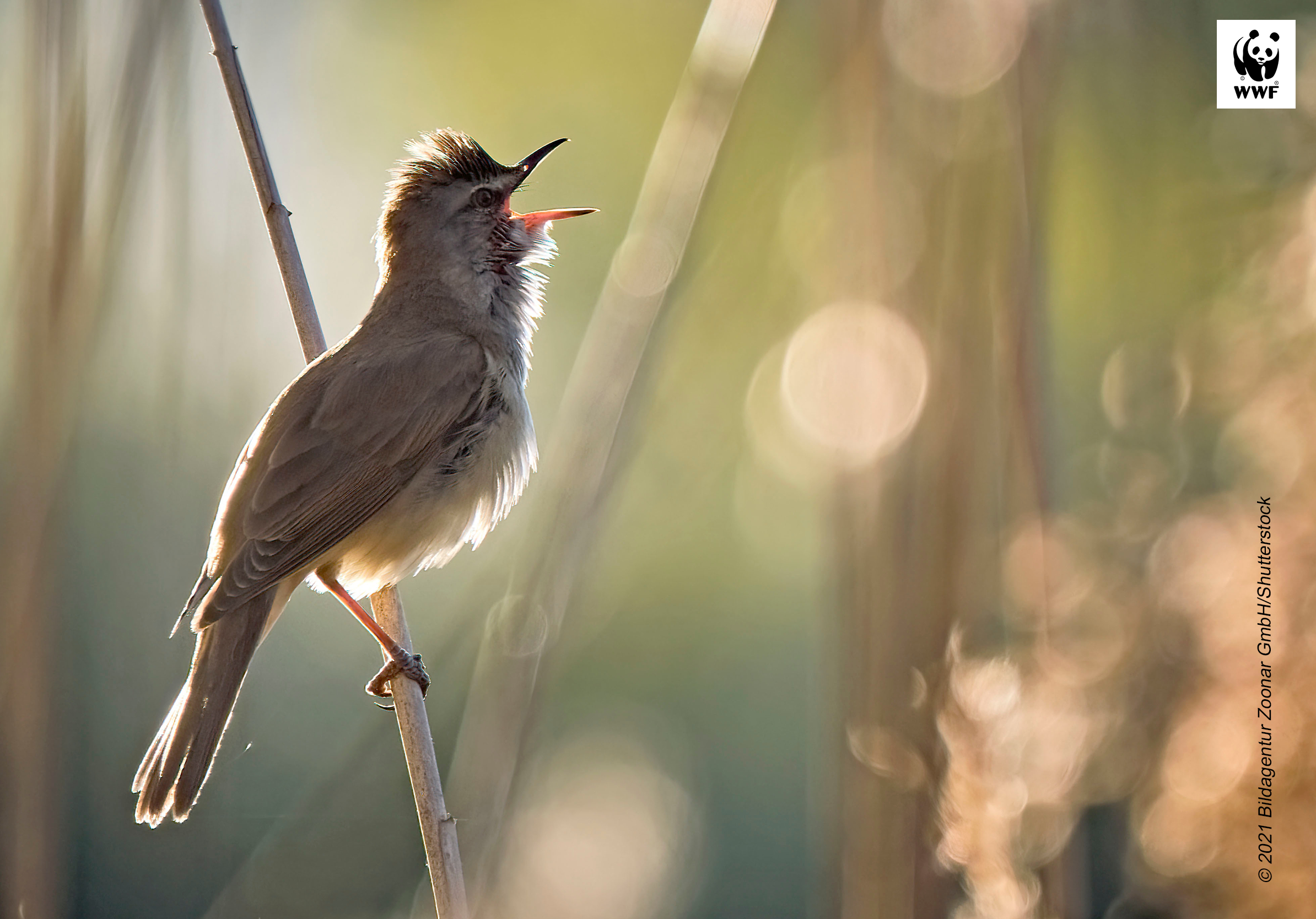 Bird on branch 