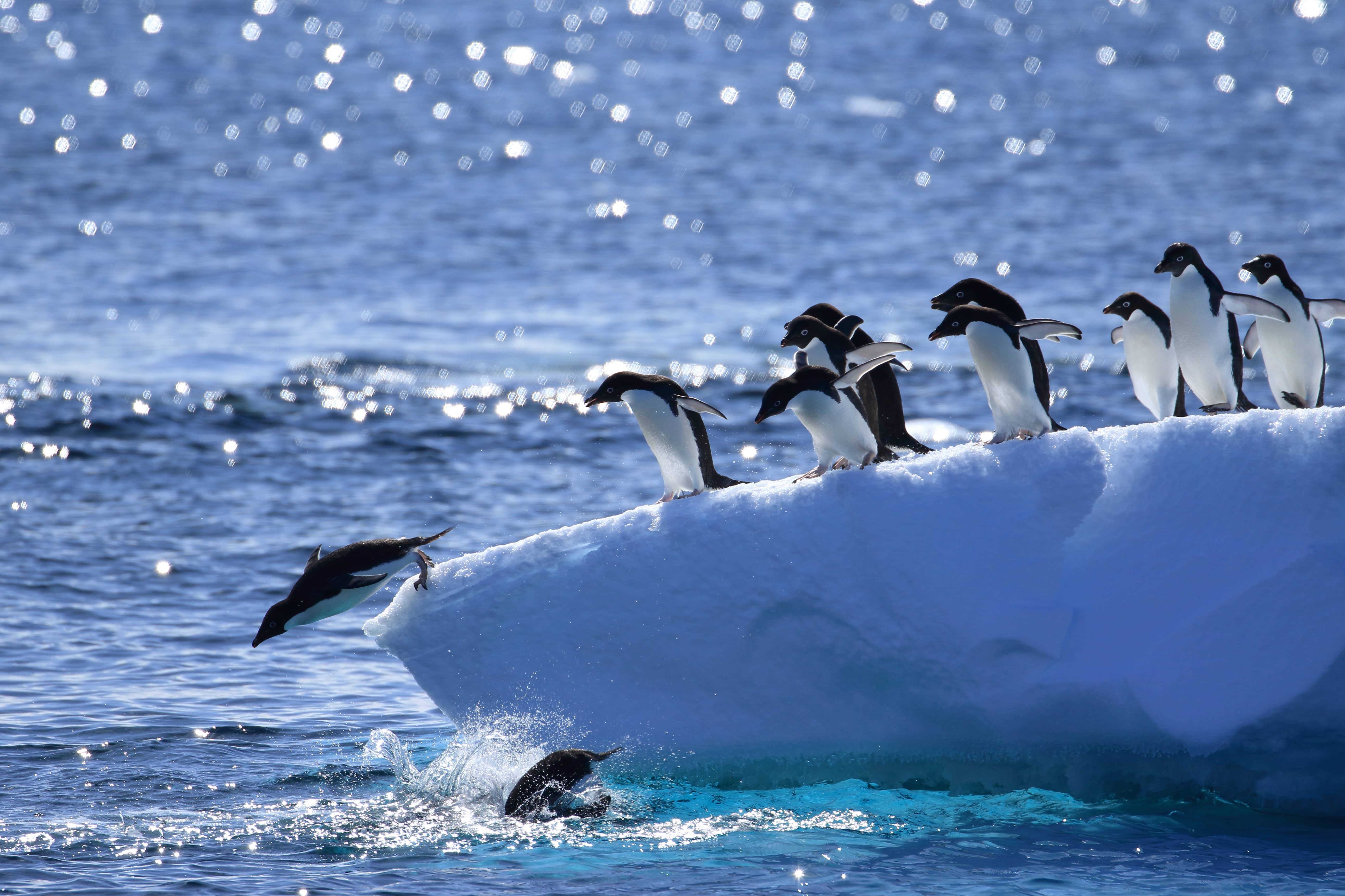 Penguins diving into the sea