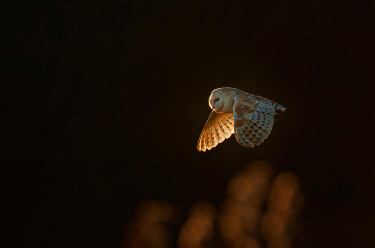 An adult barn owl in flight in the evening