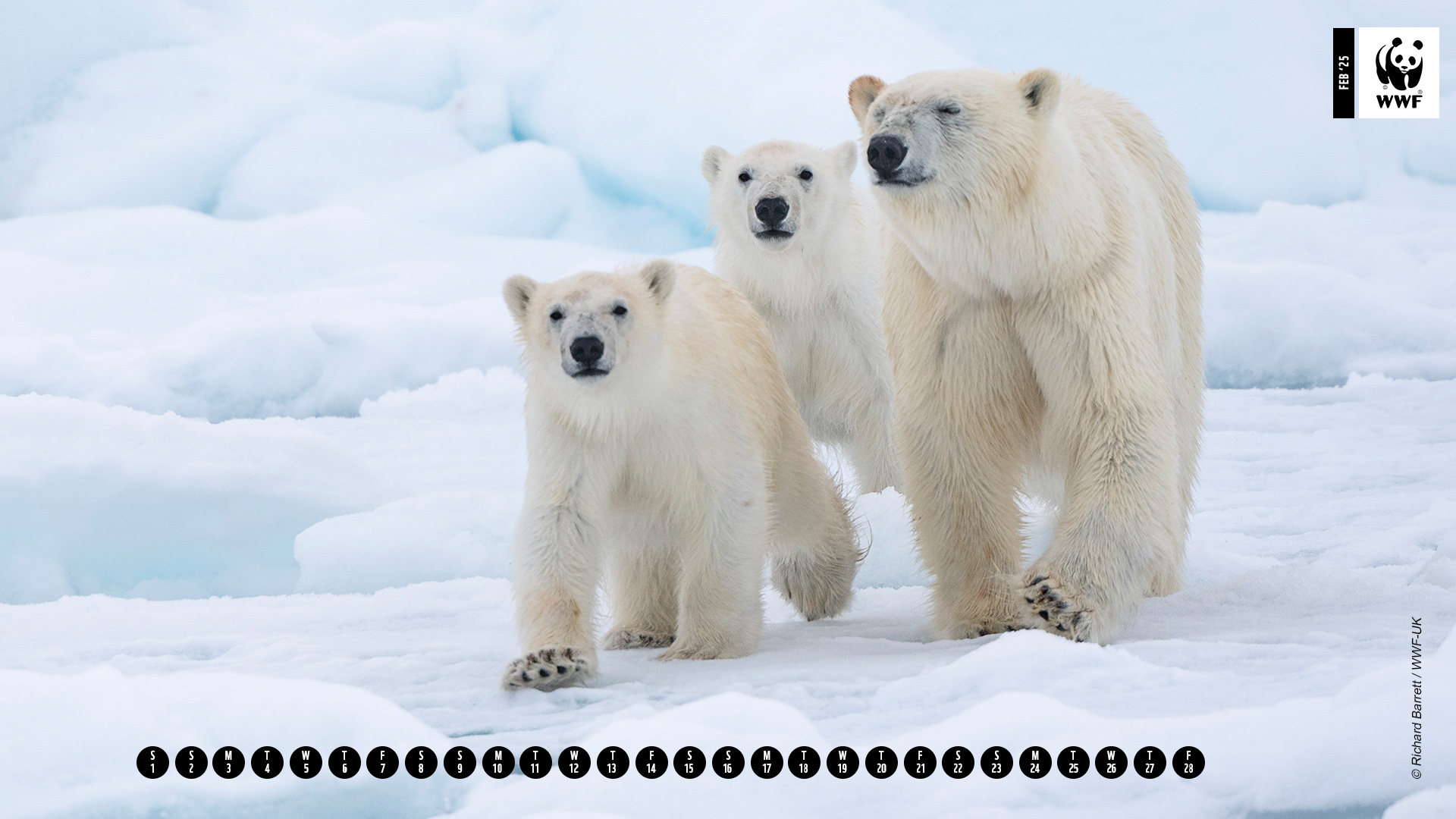 Calendar image of Polar bear mother and cubs walking on ice