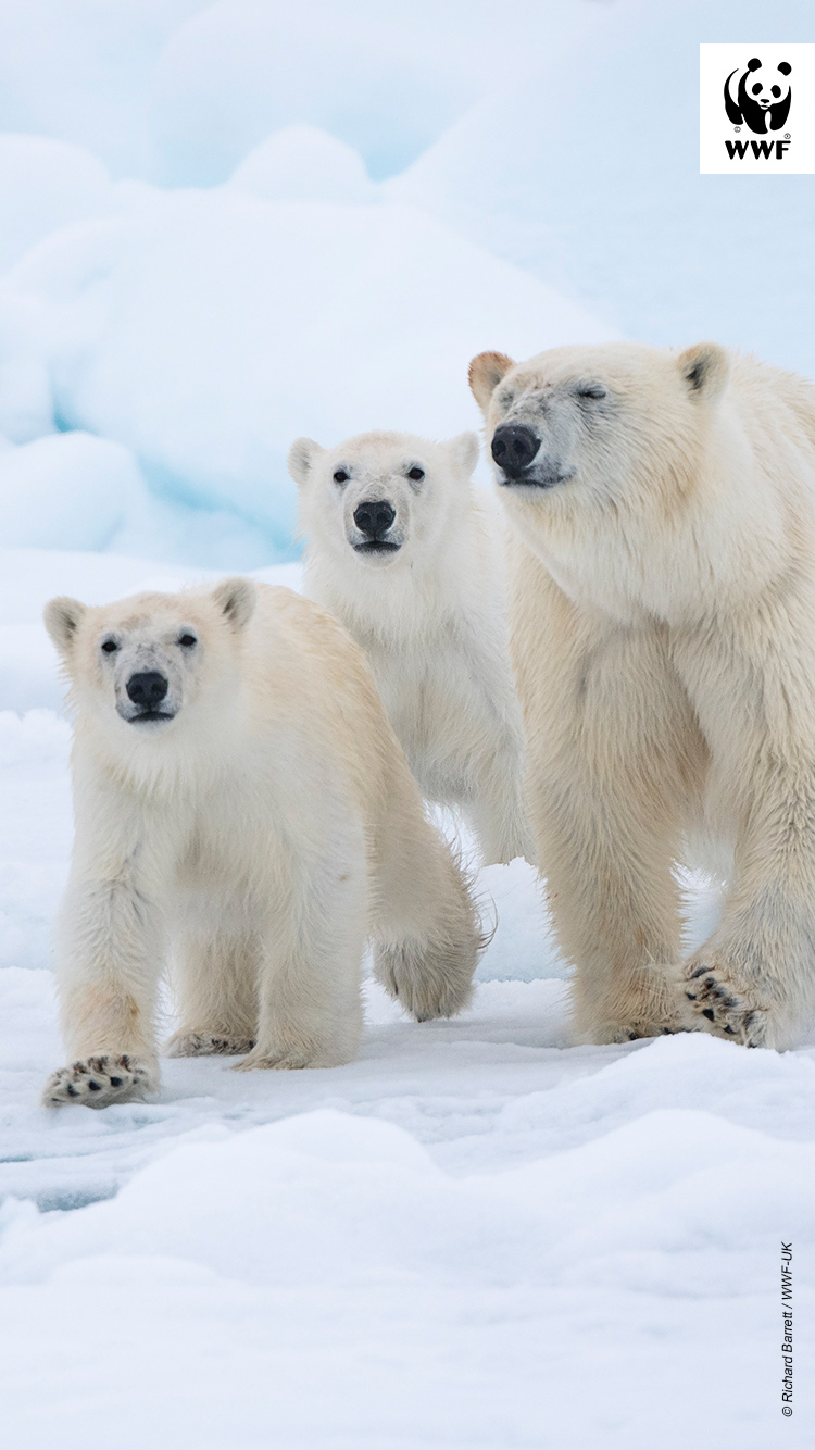 Calendar image of Polar bear mother and cubs walking on ice