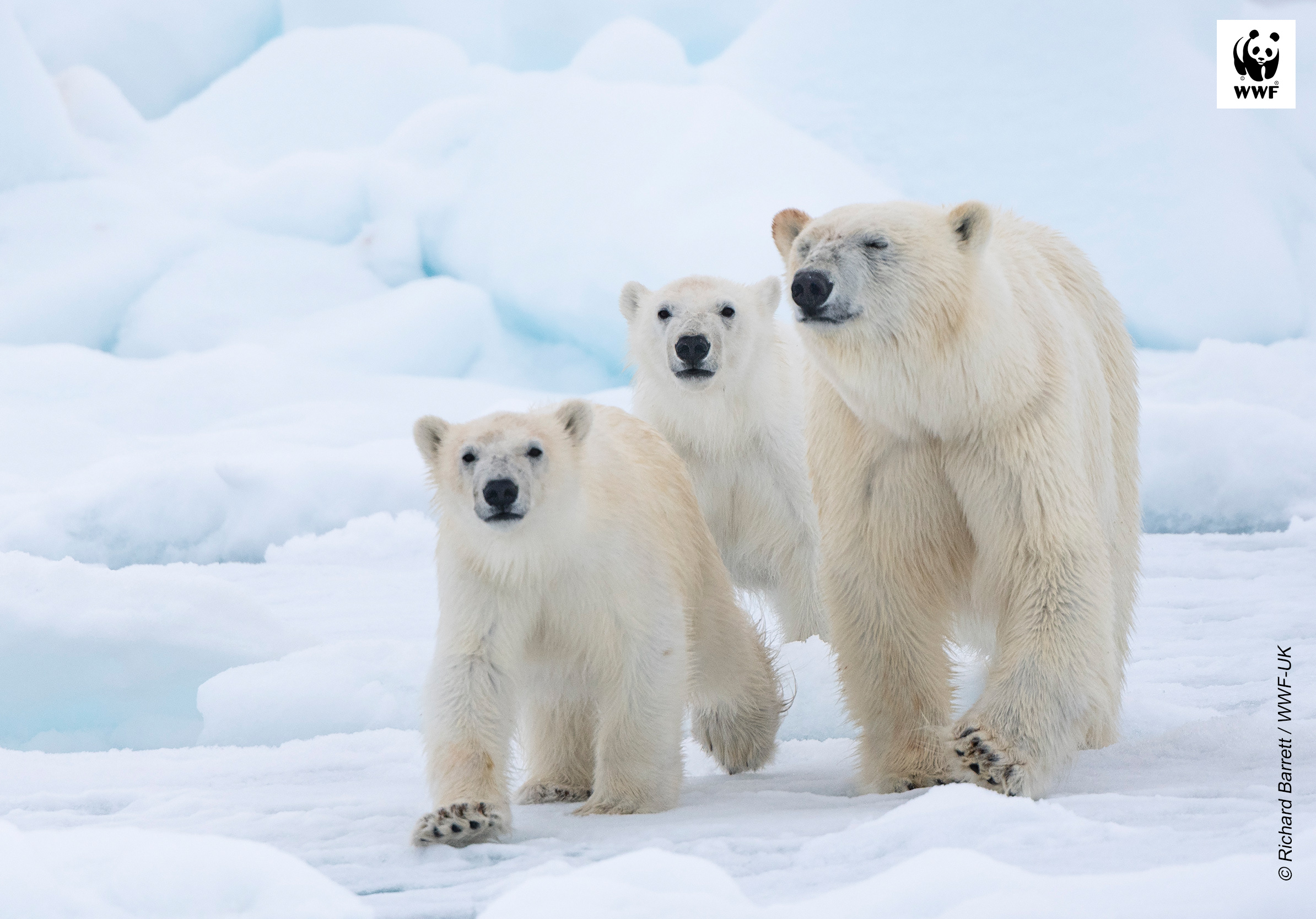  Calendar image of Polar bear mother and cubs walking on ice