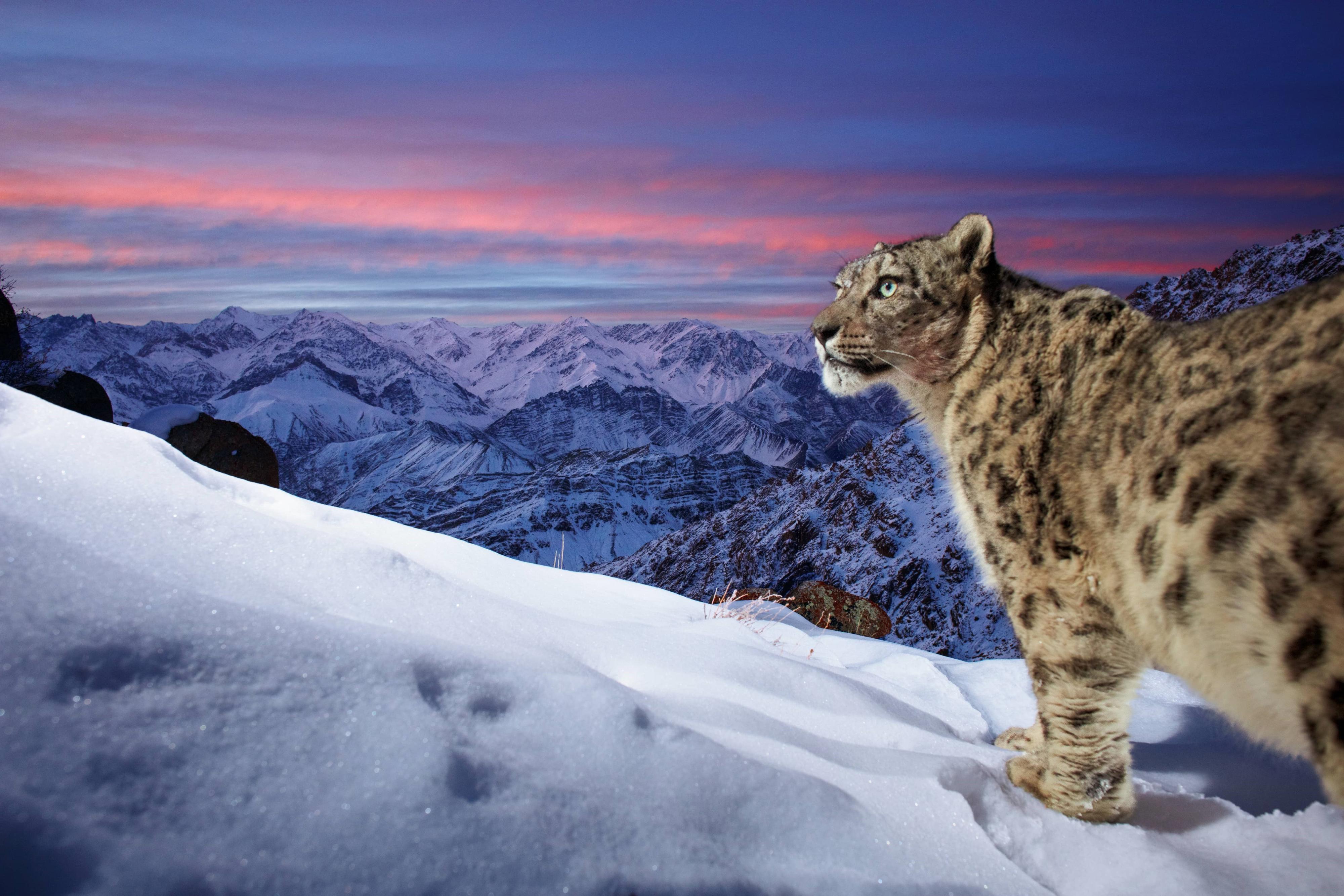 A wild snow leopard triggers a camera trap high up in the mountains of Ladakh in the Indian Himalayas. A stunning profile of the snow leopard in the foreground with mountains and orange sky in the background. The original image has been flipped horizontally.