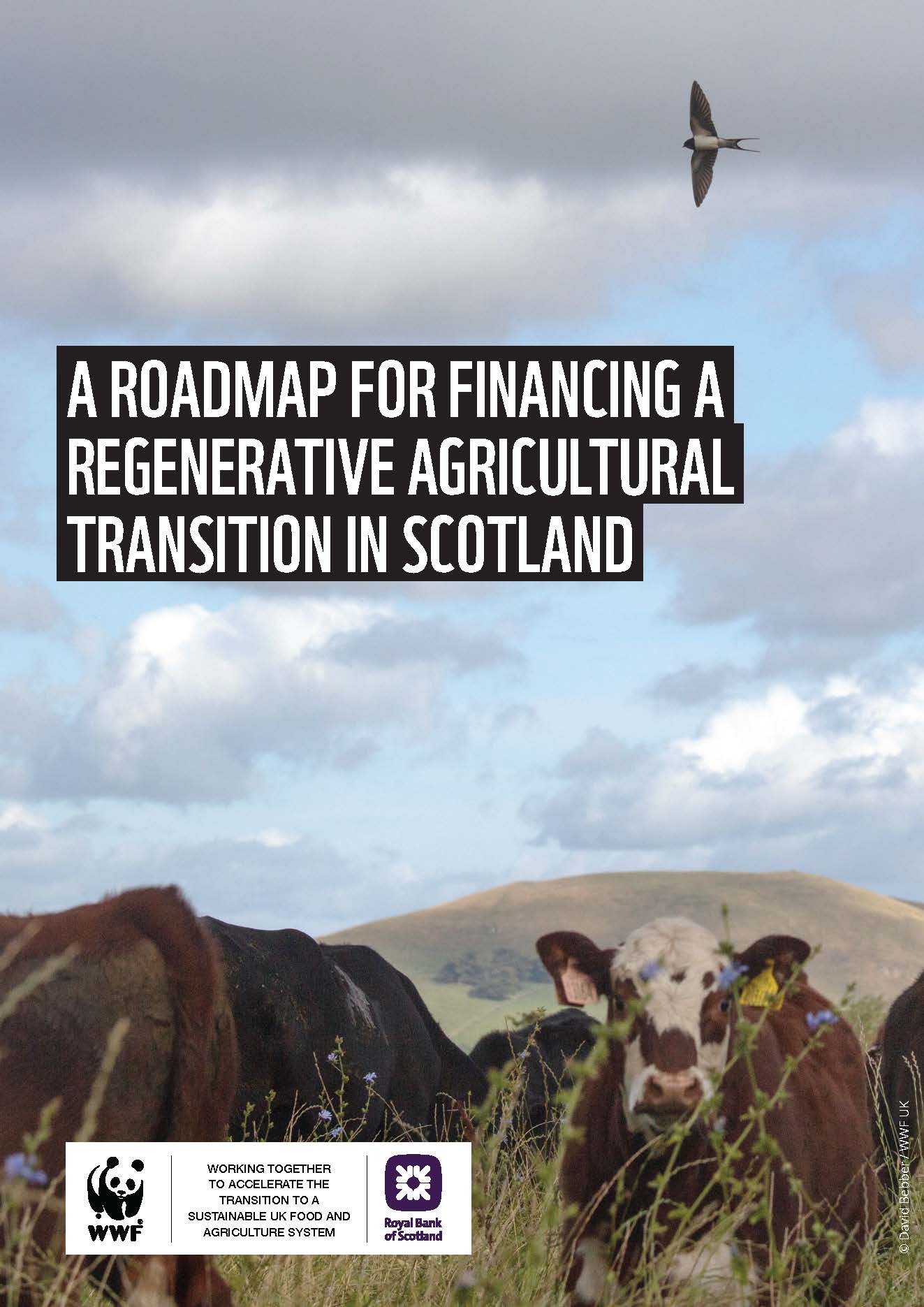 Cover image for report, 'A Roadmap for Financing a Regenerative Agricultural Transition in Scotland'.