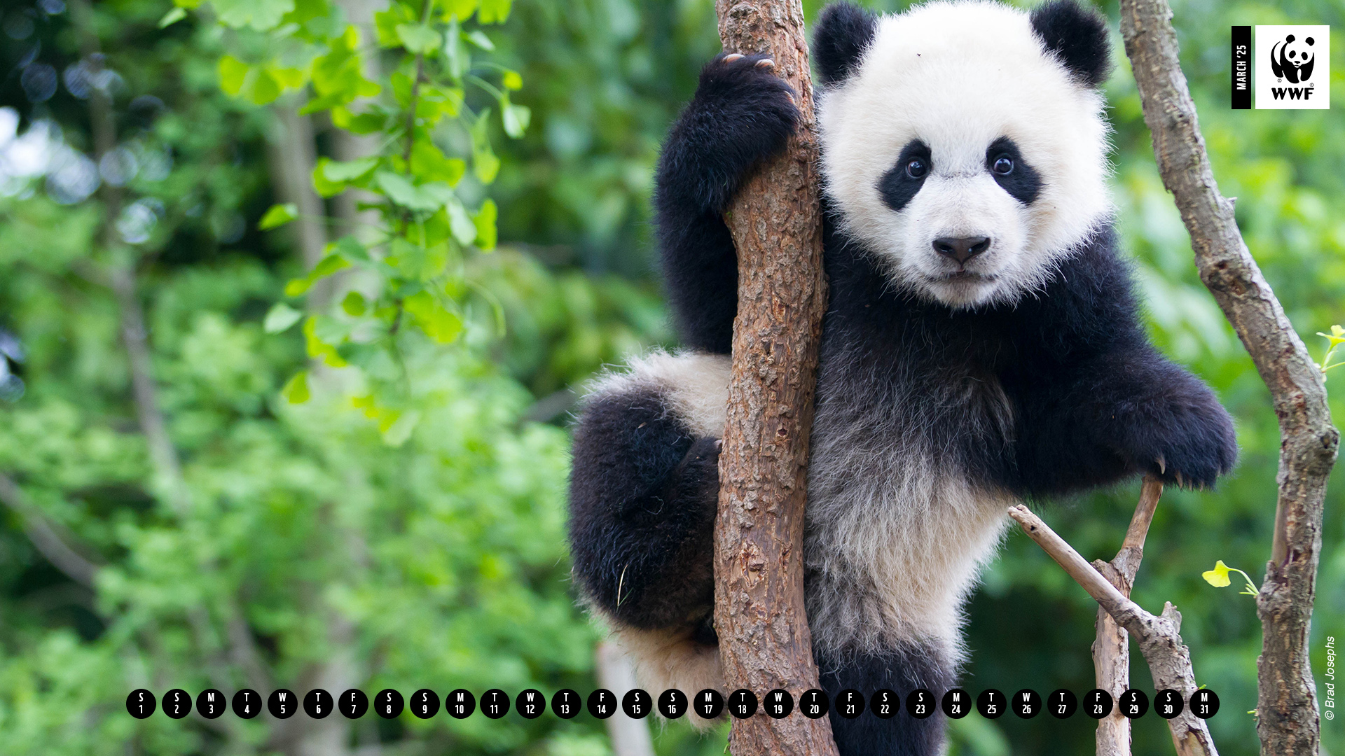 Young panda (Ailuropoda melanoleuca) climbing a tree in China