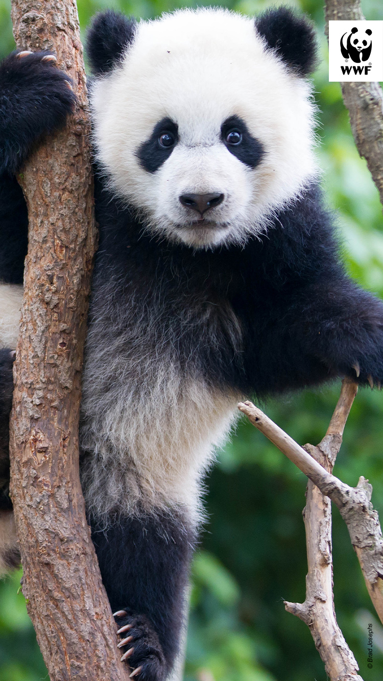 Young panda (Ailuropoda melanoleuca) climbing a tree in China