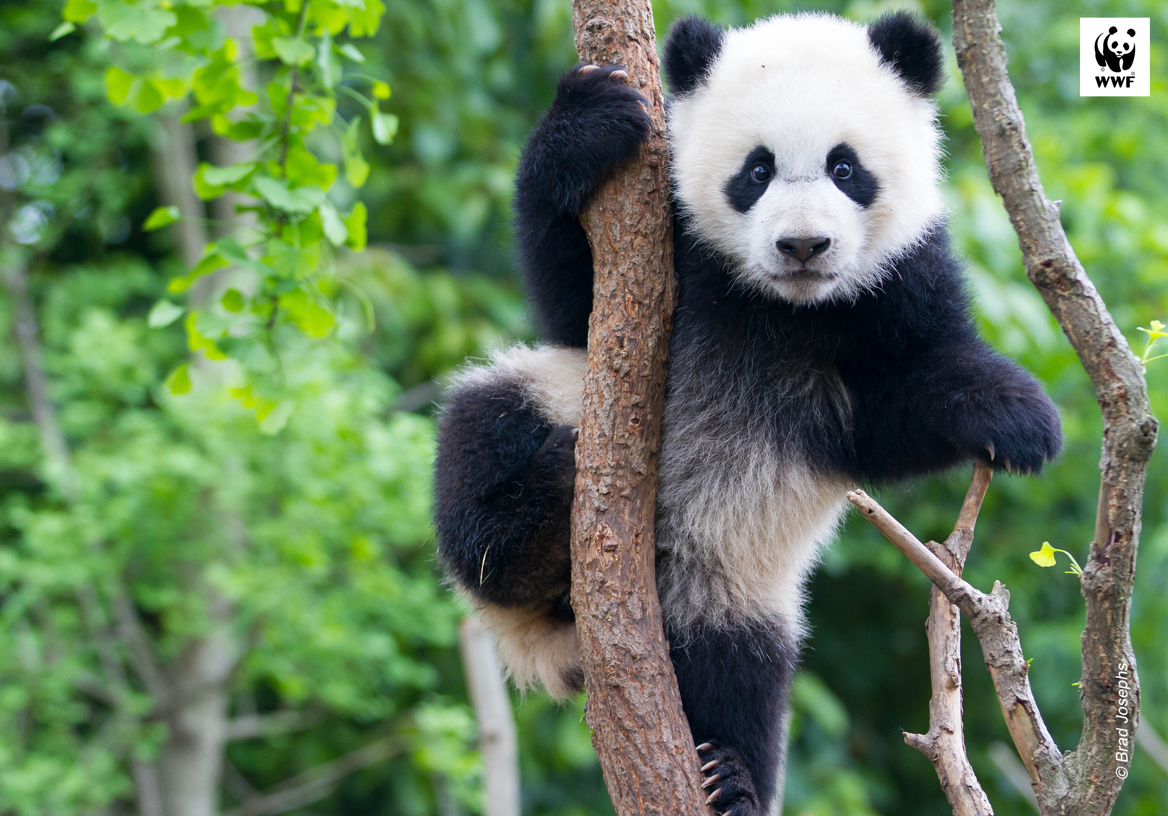 Young panda (Ailuropoda melanoleuca) climbing a tree in China