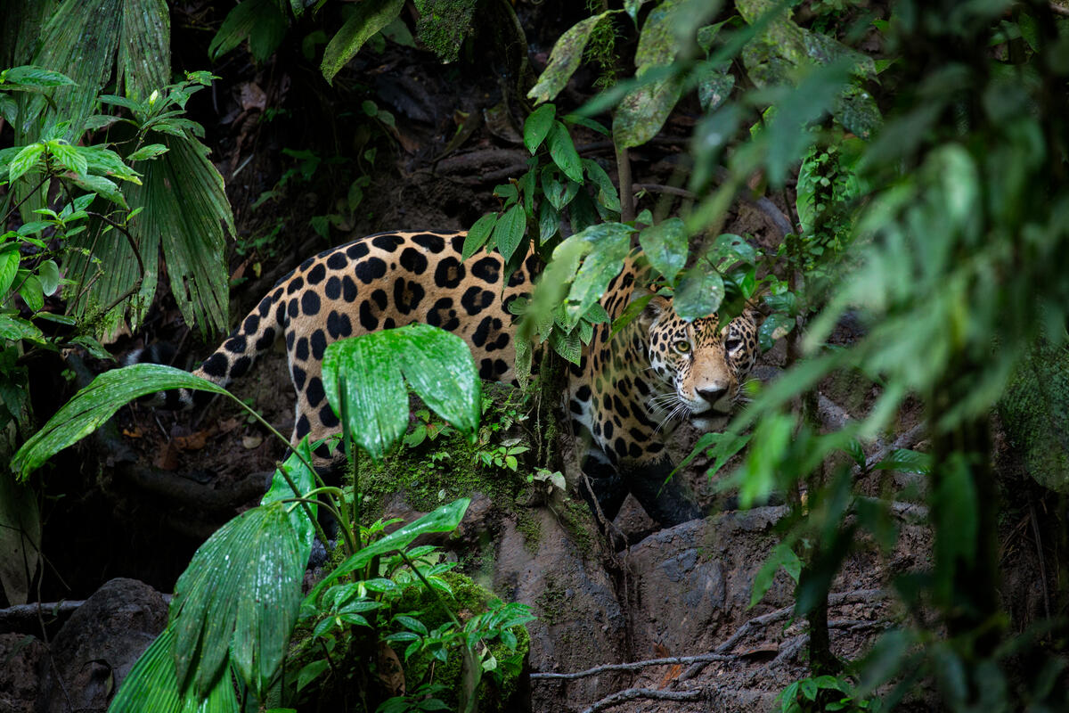 Jaguar looking through leaves, Yasuni National Par, Ecuador, Amazon Rainforest