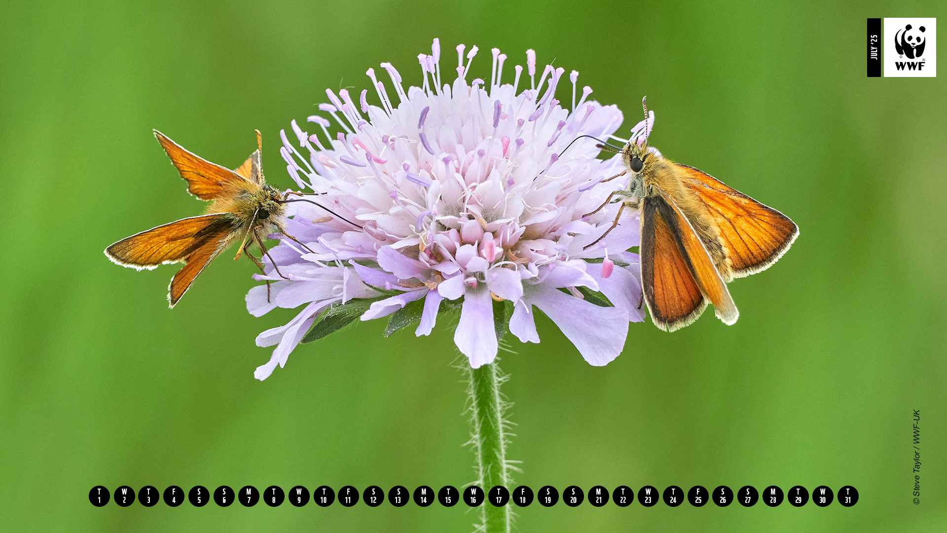 Orange butterfly on flower Orange butterfly on flower