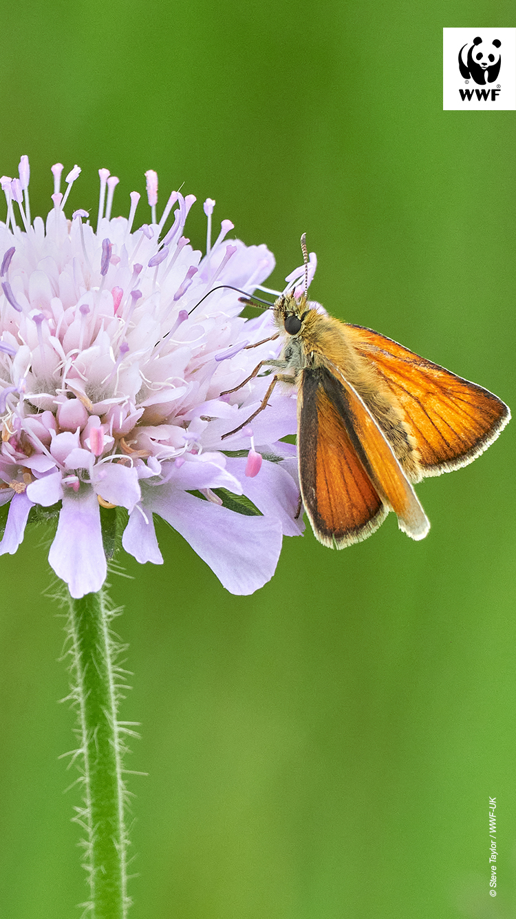 Orange butterfly on flower Orange butterfly on flower