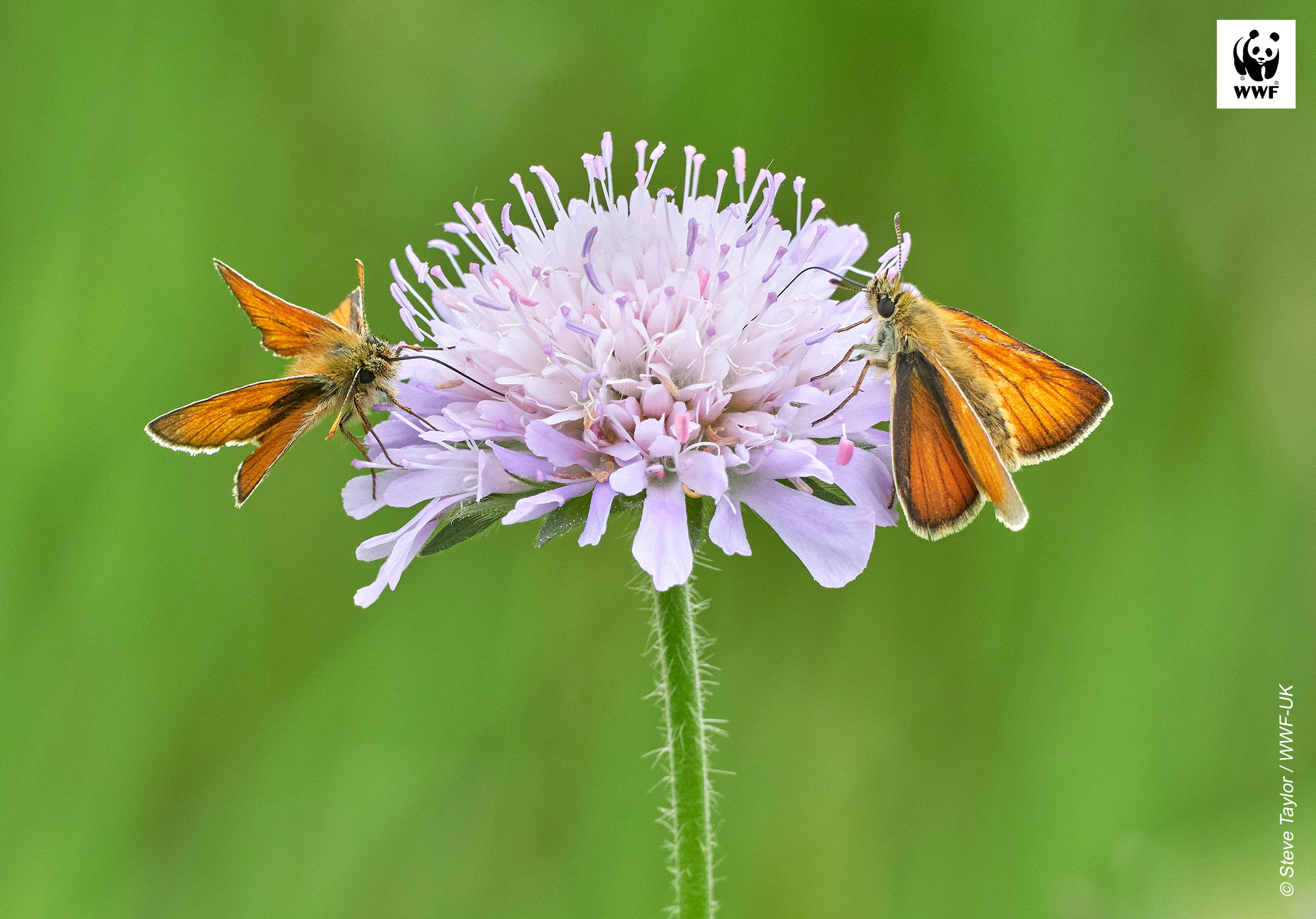 Orange butterfly on flower Orange butterfly on flower