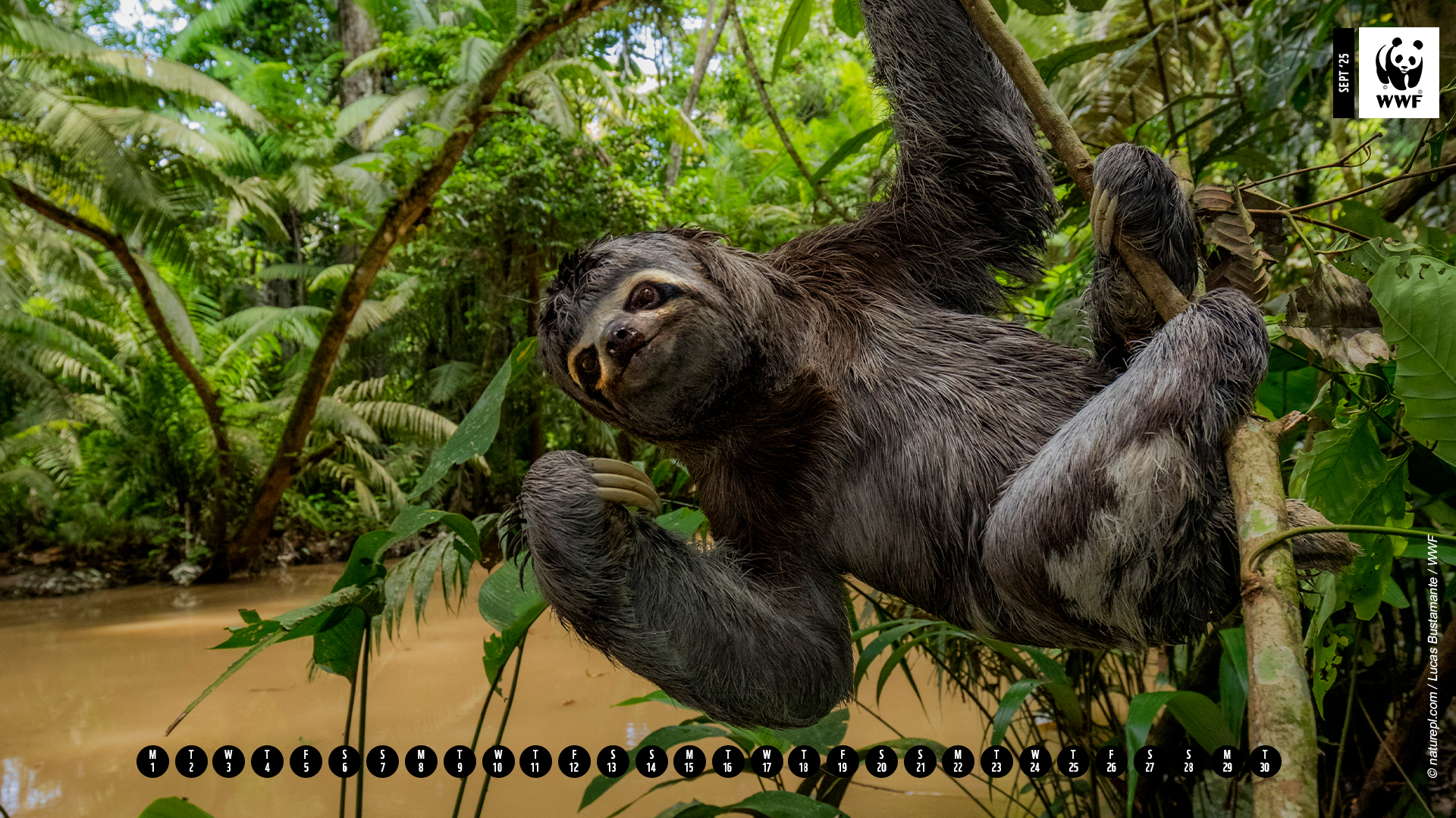Brown throated three toed sloth (Bradypus variegatus) hanging from branch, Yasuni National Park, Orellana, Ecuador. Brown throated three toed sloth (Bradypus variegatus) hanging from branch, Yasuni National Park, Orellana, Ecuador.