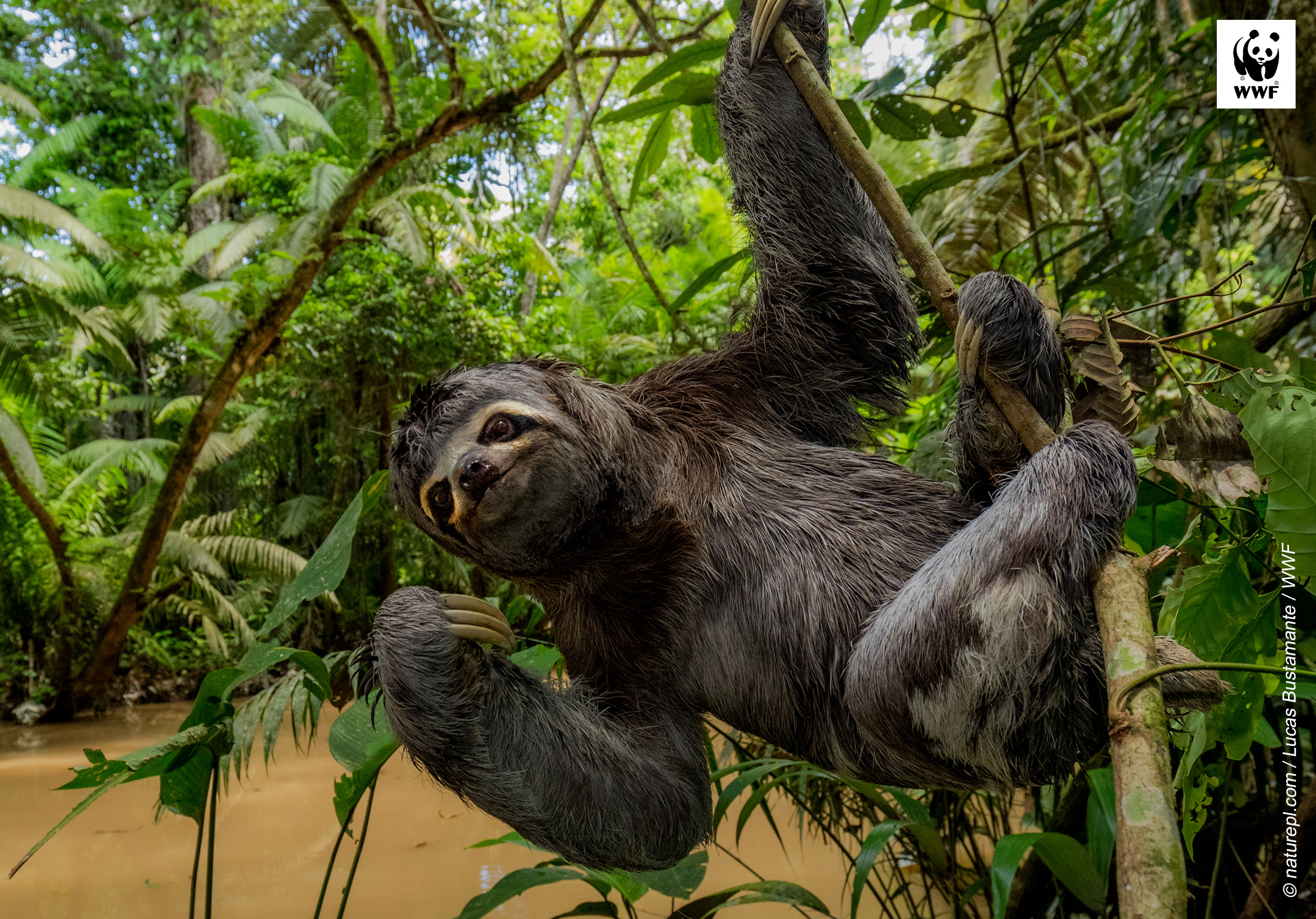 Brown throated three toed sloth (Bradypus variegatus) hanging from branch, Yasuni National Park, Orellana, Ecuador. Brown throated three toed sloth (Bradypus variegatus) hanging from branch, Yasuni National Park, Orellana, Ecuador.