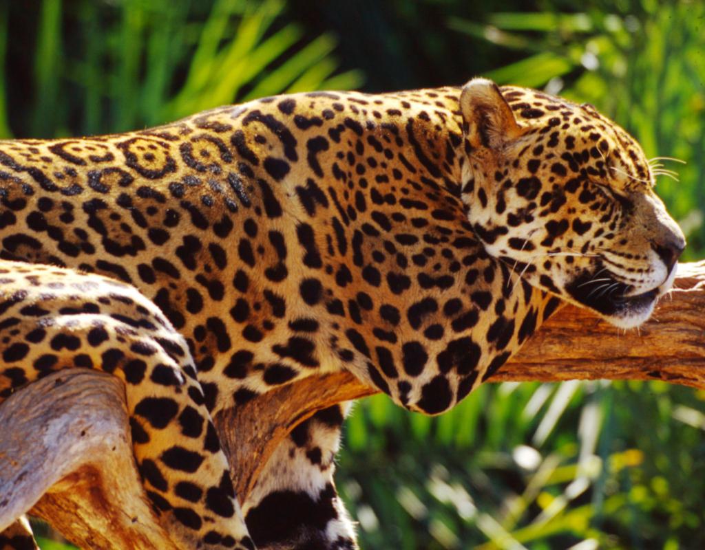 Jaguars Wwf