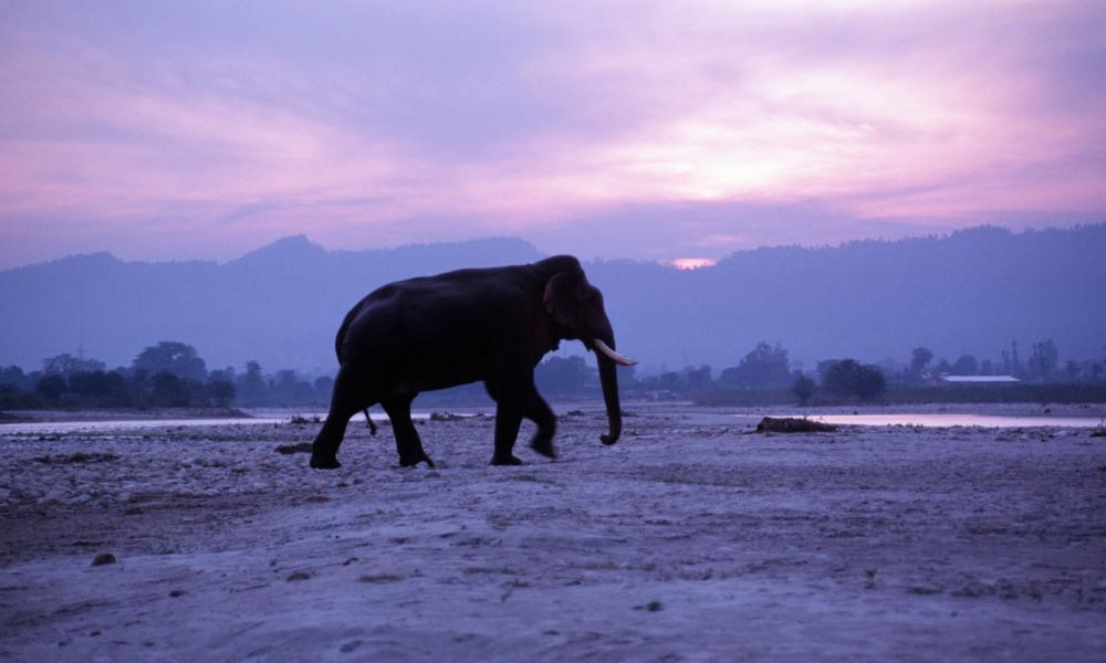 Asian elephants | WWF