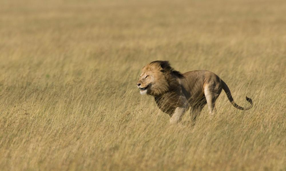 male lion running