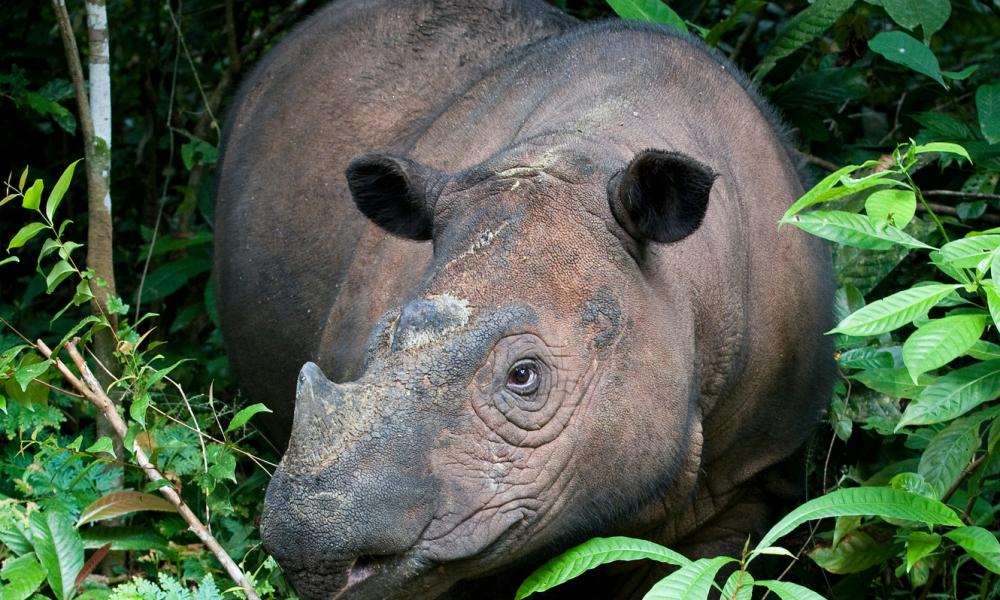 japanese rhinoceros