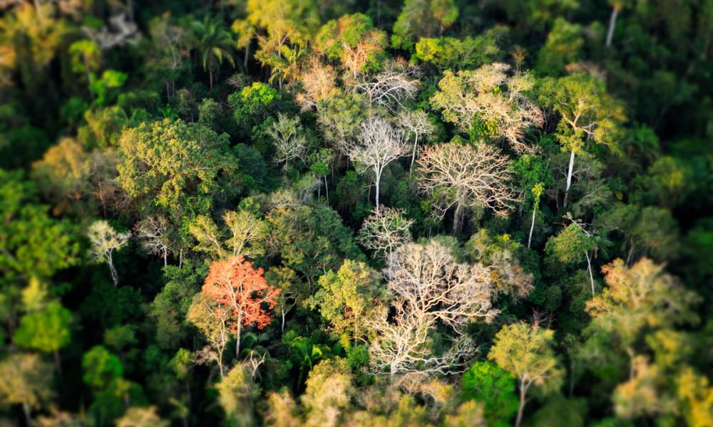 amazon forest trees