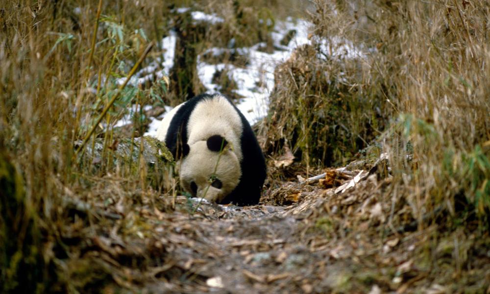 giant panda habitat destruction