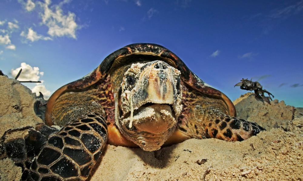 marine-turtles-wwf