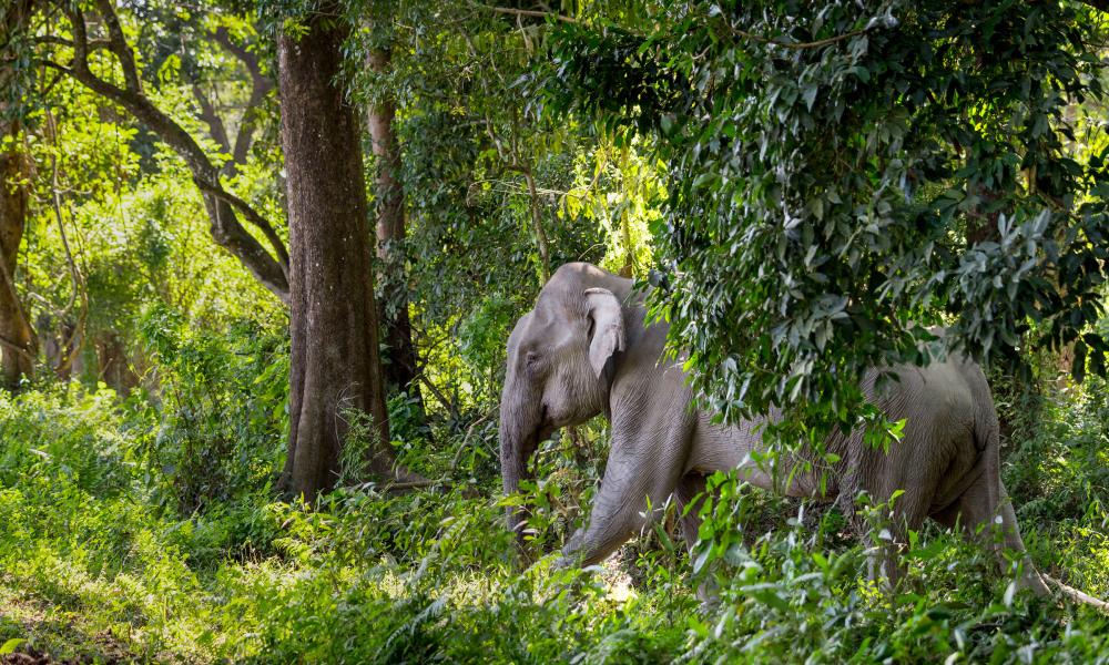 Asian elephant ( Elephas maximus ) in undergrowth. Kaziranga National Park, India