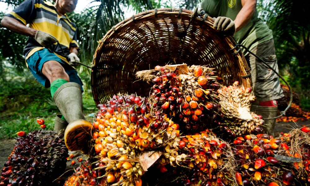 Verifying current and historical sustainable palm oil cultivation