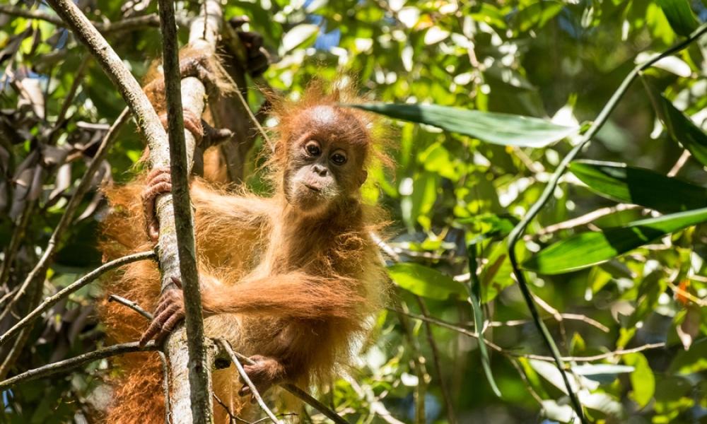 10 Facts About Orangutans | WWF