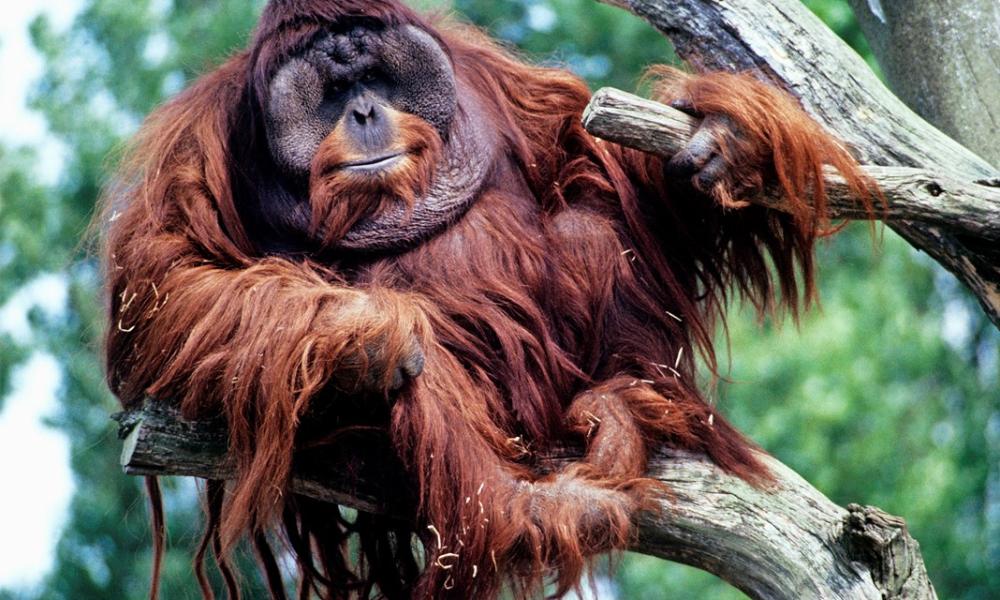 10 facts about orangutans | WWF