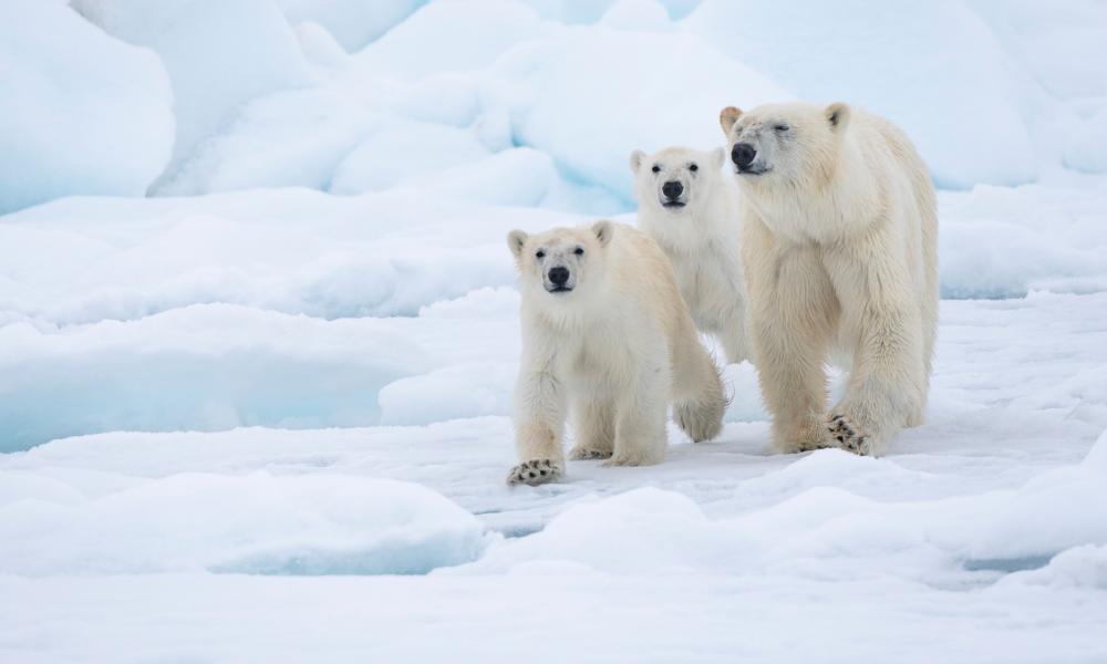 The Diary Of A Polar Bear Researcher Wwf