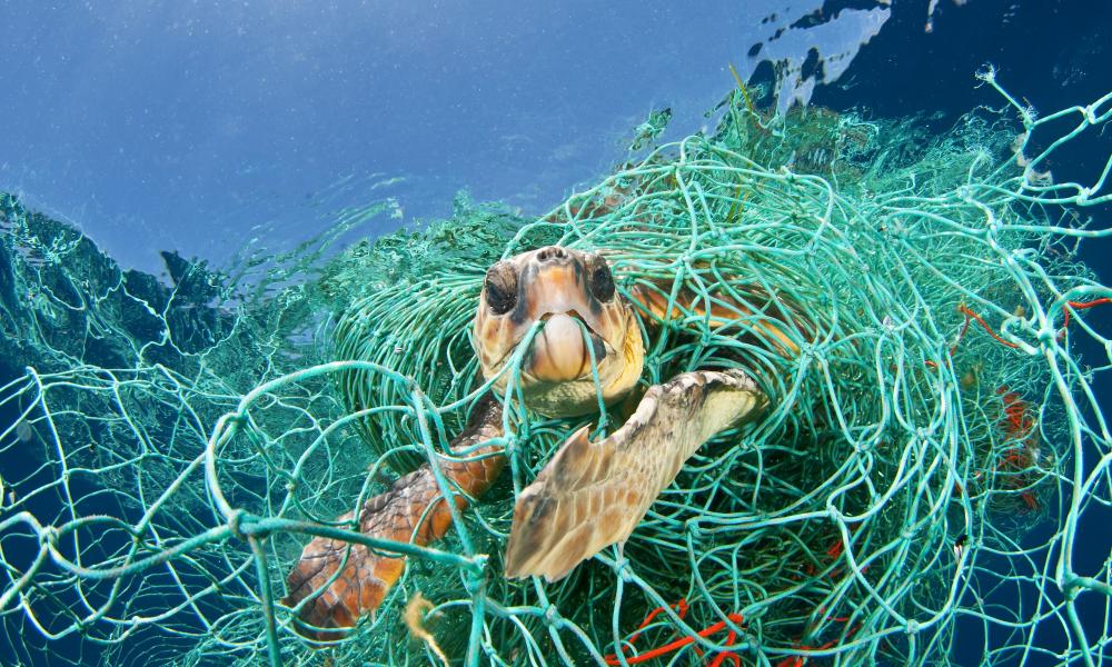 Loggerhead turtle trapped in a drifting abandoned net, Mediterranean Sea
