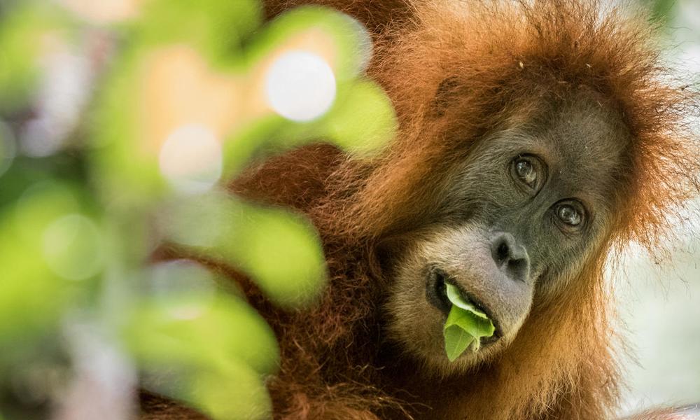 8 things to know about palm oil