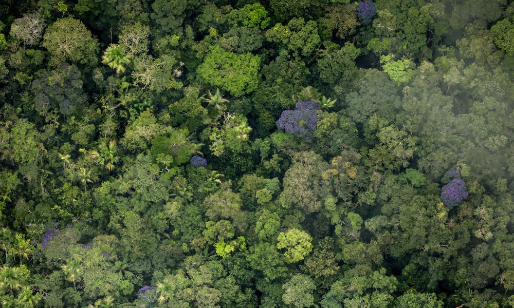 5 ways to stop deforestation essay