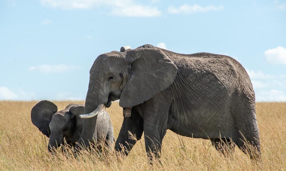 10 Amazing Facts About Baby Elephants - Animal Corner