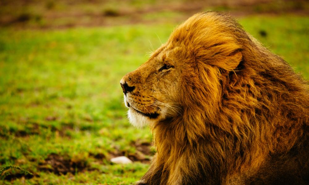 The Magnificent Lion The Symbol Of Africa Wwf