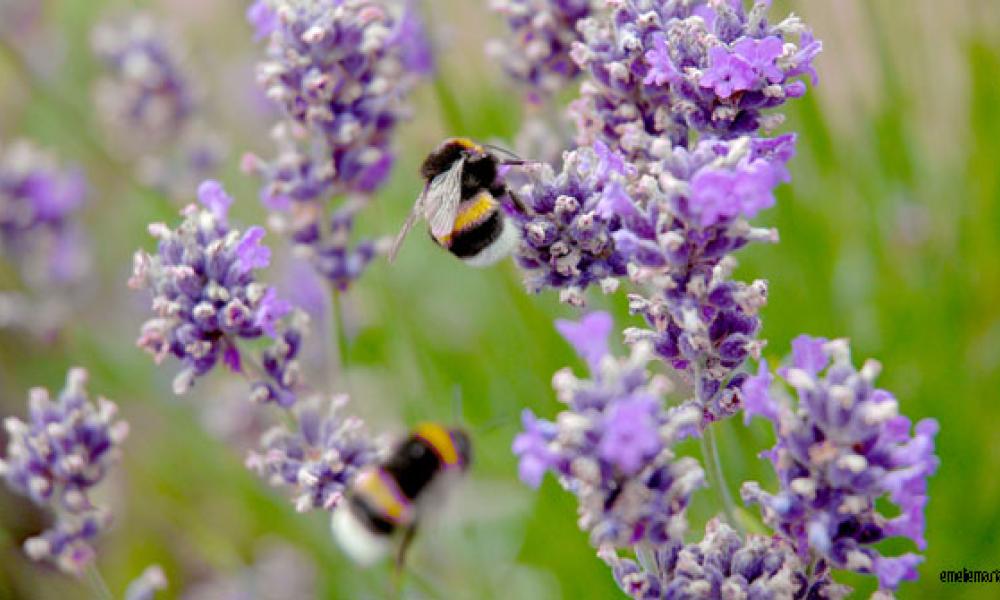 Bees on a flower