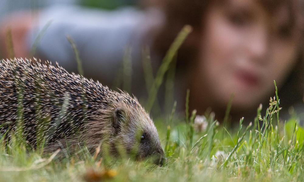 European Hedgehog