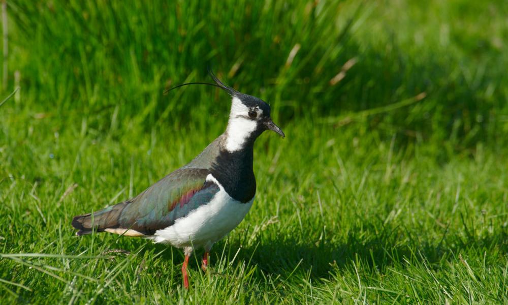 Northern lapwing