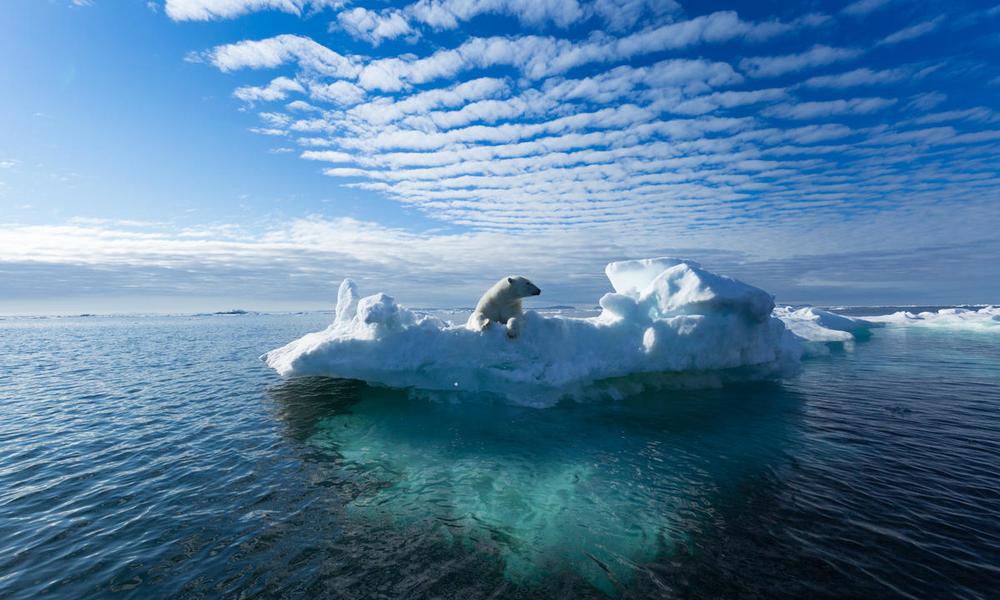 Polar bear (Ursus maritimus) on a ice berg.