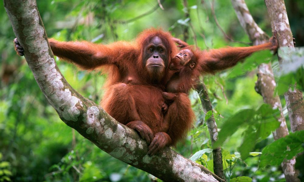 Orangutan in tree