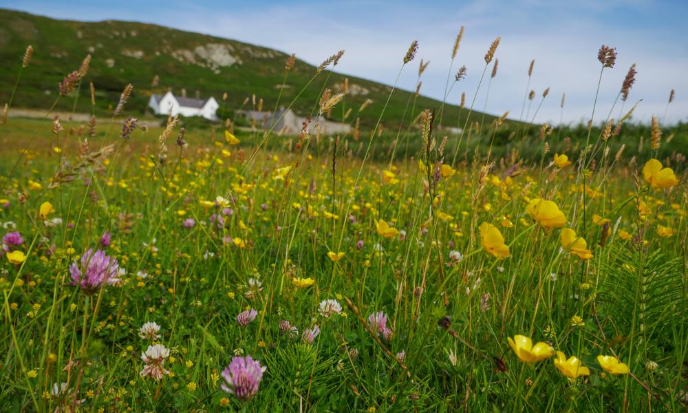 Flower meadow in Wales