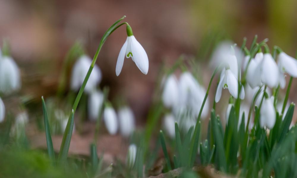 Snowdrops