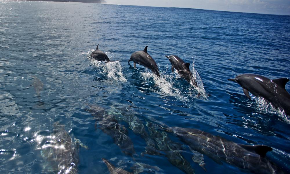 Spinner dolphins swimming off the coast of Tetepare, Solomon Islands.