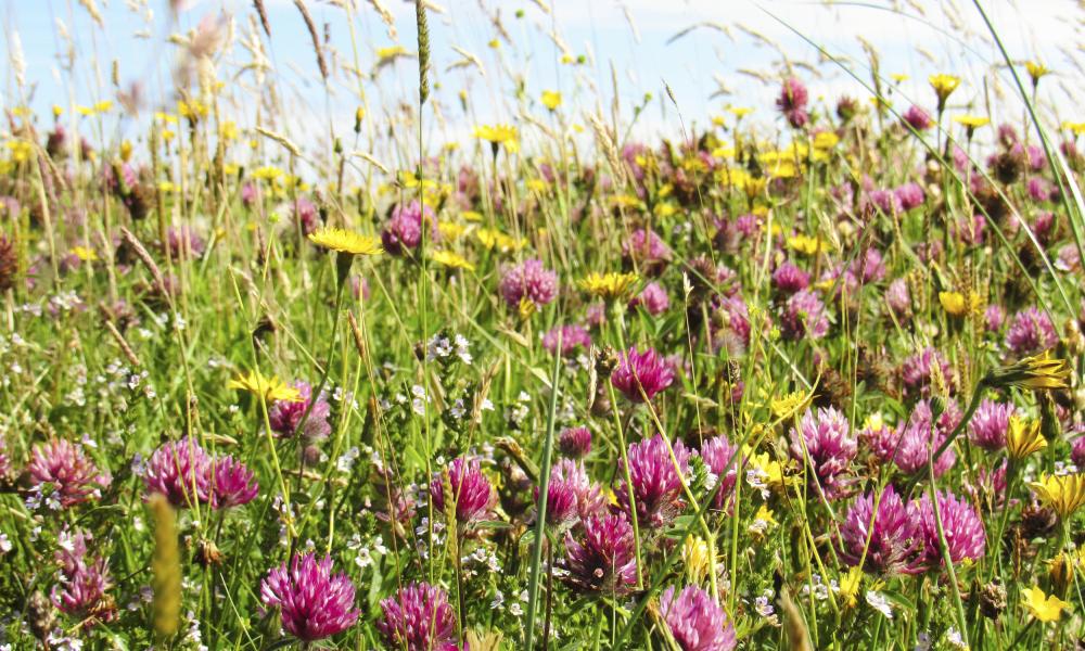 Field of flowers